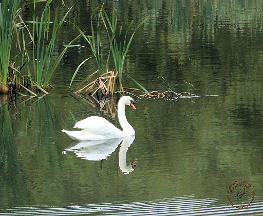 Mute Swan 9Y084D-023.JPG